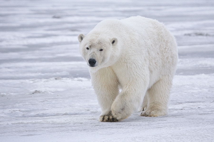 ../../../a0/modlibre/durable/Polar_Bear_ANWR_3_cc-by-sa_0900-0600_Wikimedia.jpg